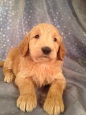 Male Goldendoodle for sale by an Iowa Breeder| Puppy #7 DOB 2-14-13